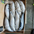New Stock Sea Frozen Whole Striped Bonito Tuna Fish 1.5kg up
